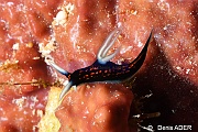 Roboastra gracilis-Moga Island Ridge 1-27m-20180529-Denis-ADER-DSC_1764_tn